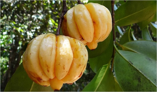 Garcinia Cambogia, the little pumpkin shaped fruit from Asia