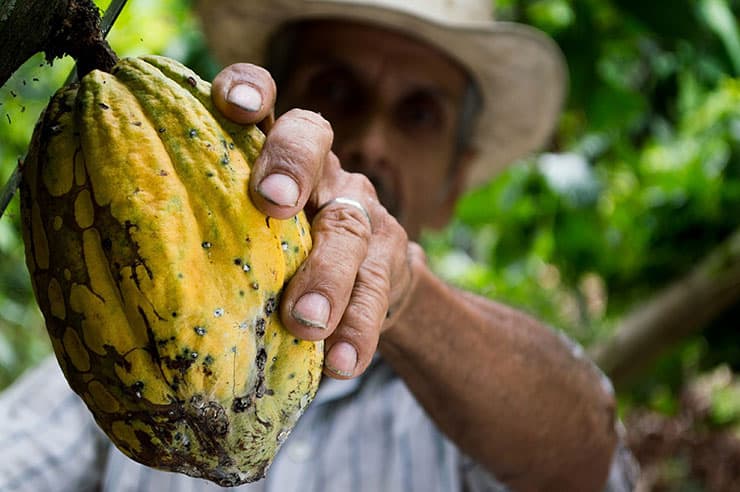 Superfoods: Cacao